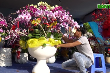 Lan hồ điệp có giá tiền triệu hút khách mùa Tết