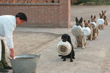 Chó nghiệp vụ xếp hàng chờ "chia cơm"