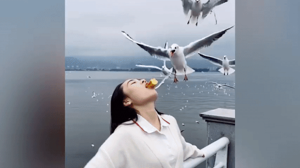 Gái xinh cho chim mòng biển ăn bằng miệng - 1 Gái xinh cho chim mòng biển ăn bằng miệng - 1
