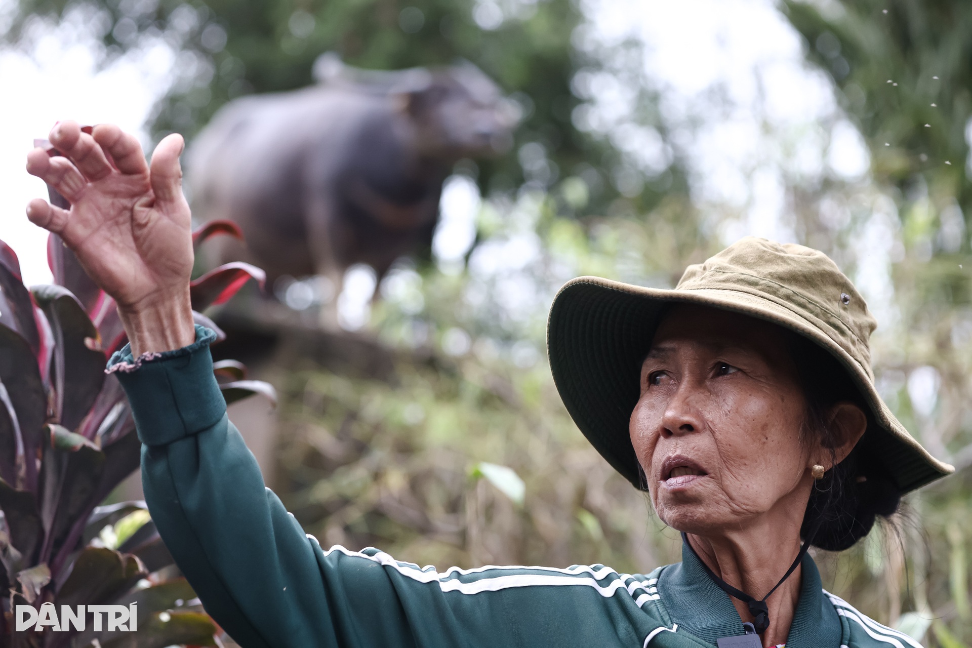 Chú trâu mắc kẹt 6 ngày trên mái nhà ở rốn lũ Hòa Thịnh được giải cứu - 3