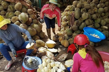 "Sốt" giá sầu riêng, thu gom cả trái non rồi "bôi nghệ" cho đẹp mã
