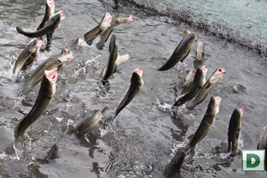 Cần Thơ: Nông dân “phất lên” nhờ đàn cá lóc biết ... “bay”