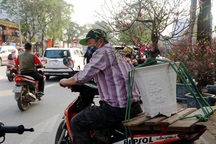 Kiếm bạc triệu mỗi ngày nhờ chở cây cảnh thuê dịp Tết