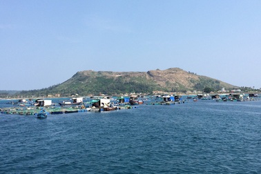 Nông dân Lý Sơn lãi lớn từ mô hình nuôi cá bớp thương phẩm