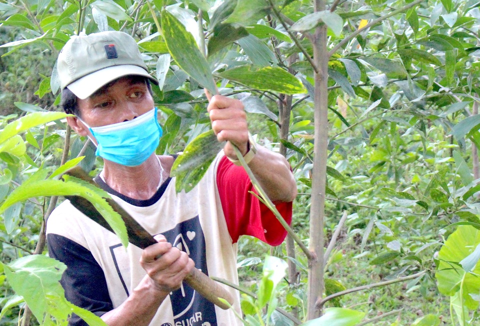 anh 7.Gia đình ông Long còn trồng thêm 3ha keo.JPG Gia đình ông Long còn trồng thêm 3 ha keo.