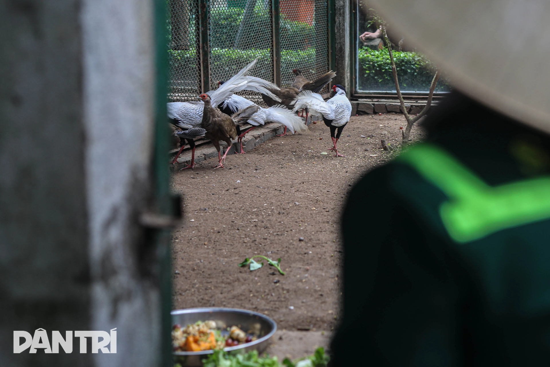 Cận cảnh đàn gà lôi trắng được nuôi ở Thảo Cầm Viên Sài Gòn - 6 Cận cảnh đàn gà lôi trắng được nuôi ở Thảo Cầm Viên Sài Gòn - 6