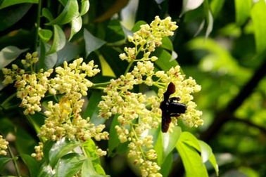 Anh và em của ngày xưa