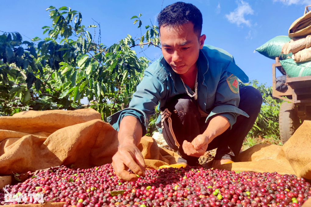 Cà phê được giá, dân chưa kịp mừng đã vội lo - 4
