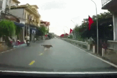 Clip “tài xế ô tô tông vào chó thả rông trên đường” gây tranh cãi