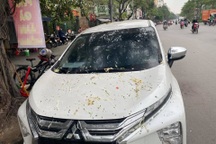 Đỗ xe dưới gốc cây, tài xế choáng váng khi "ăn" nguyên bát phở lên kính lái