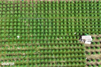 Sâu bệnh tấn công làng hoa cúc, người nông dân lo mất Tết