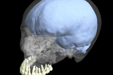 Sự tiến hóa của não bộ không có sự liên hệ tới kích thước răng ở người