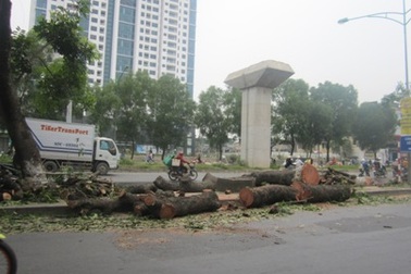 Hà Nội sẽ tiếp tục chặt hàng trăm cây cổ thụ trên đường Nguyễn Trãi