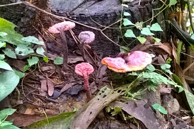 Nấm lim xanh - Địa chỉ bán nấm lim xanh uy tín