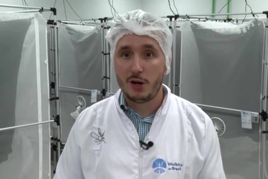 Bên trong nhà máy mỗi tuần "tung" khoảng 190 triệu con muỗi ra môi trường