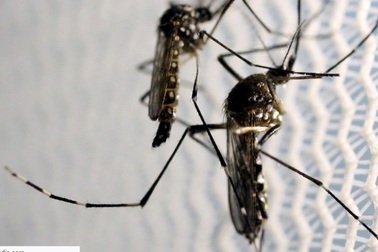 Trung Quốc sử dụng công nghệ radar quân sự vào cuộc chiến chống muỗi