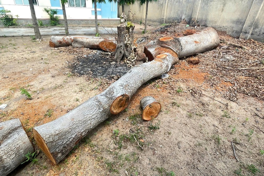 Hàng loạt cây xanh trong trụ sở phường bất ngờ bị chặt bán - 2 Hàng loạt cây xanh trong trụ sở phường bất ngờ bị chặt bán - 2