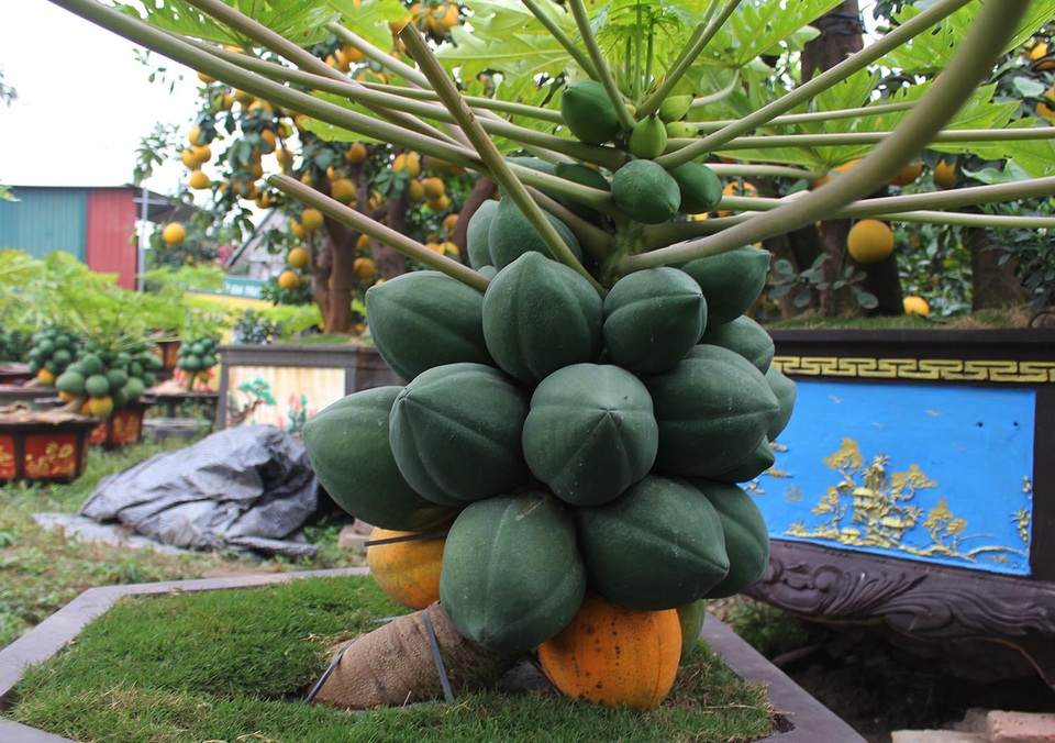 Đu đủ bonsai dáng siêu lạ, hút khách sành chơi dịp Tết - 5 Đu đủ bonsai dáng siêu lạ, hút khách sành chơi dịp Tết - 5