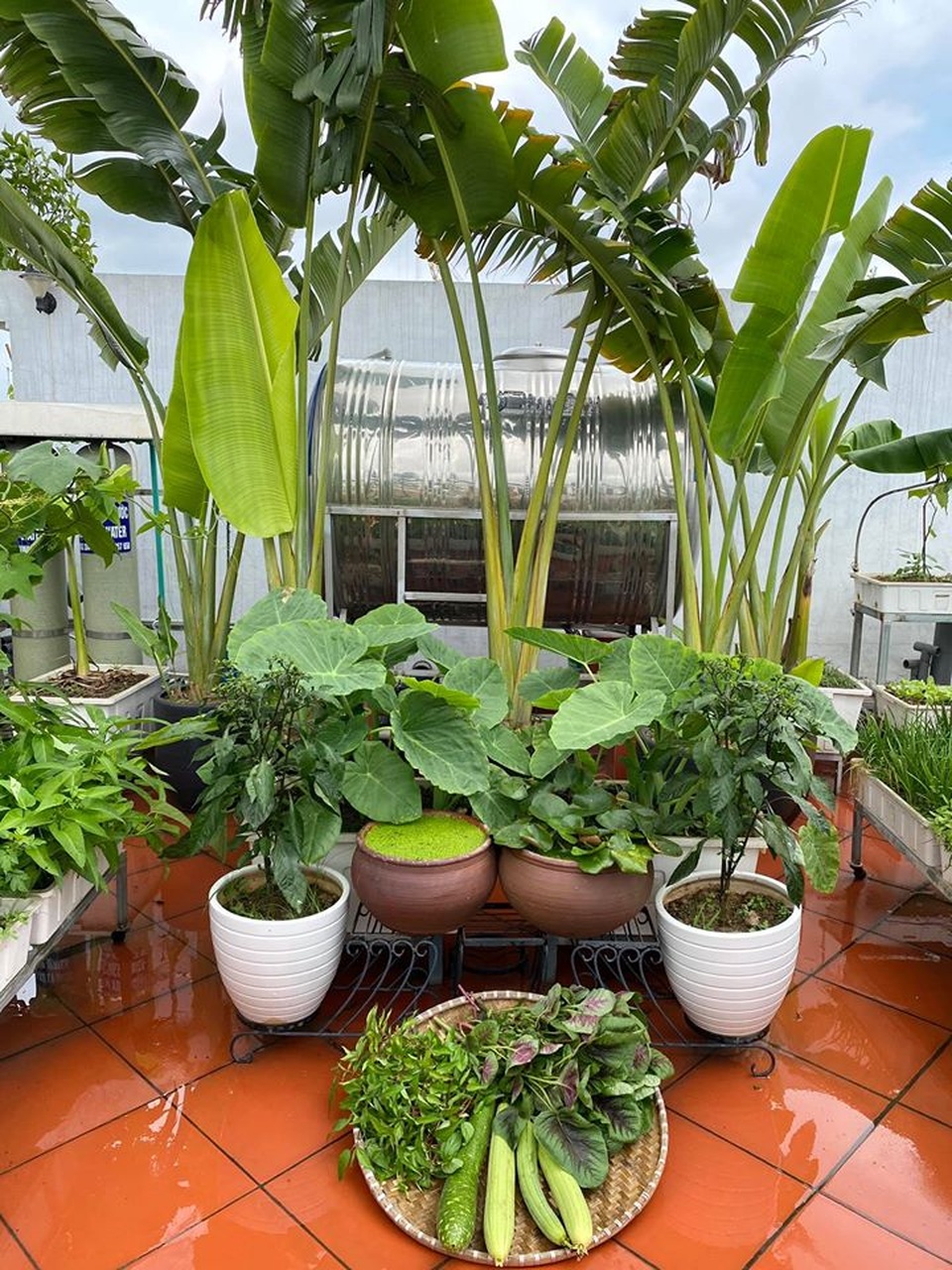 Mẹ đảm Hải Phòng trồng rau, nuôi cá trên sân thượng biệt thự triệu USD - 4 Mẹ đảm Hải Phòng trồng rau, nuôi cá trên sân thượng biệt thự triệu USD - 4