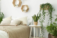 7 loại cây bạn nên đặt trong nhà để ngủ ngon, an thần và lọc khí