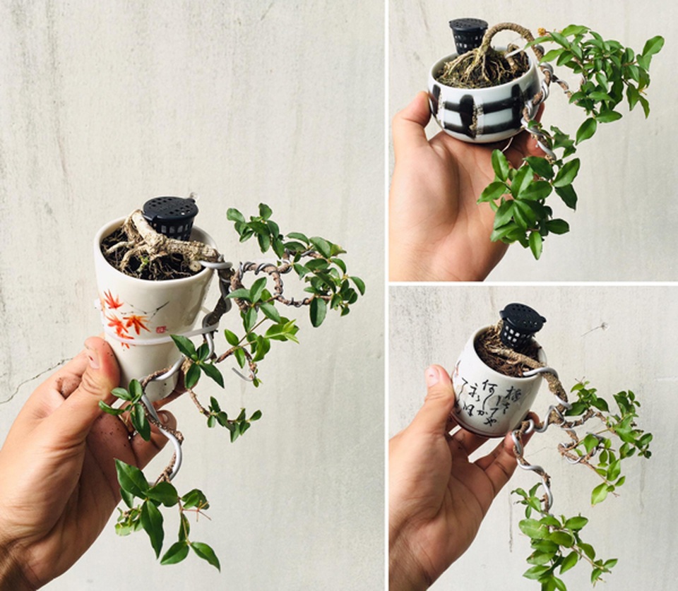 Cây “tí hon” nằm gọn lỏn trong bàn tay, khách chịu chơi chi cả chục triệu mua về ngắm - 2