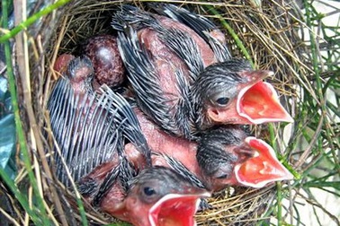 Vùng đồi cát mùa chim làm tổ