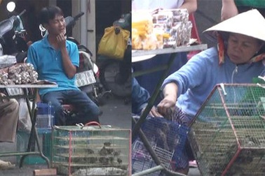 Mánh "độc" bán chim phóng sinh kiếm bạc triệu