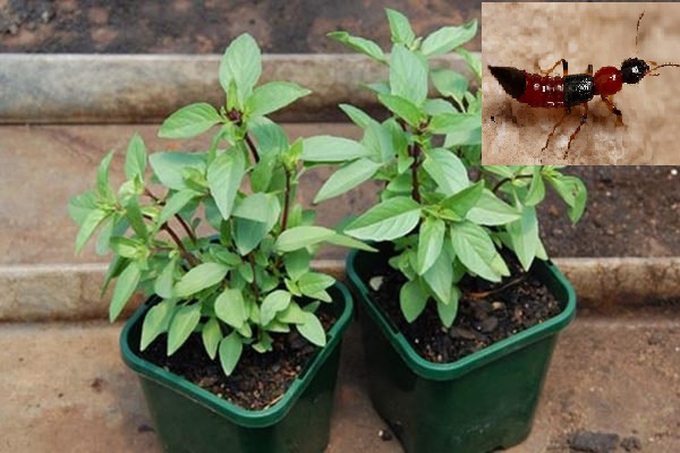 Trồng cây gì trong nhà để đuổi kiến ba khoang - Ảnh 2. Trồng cây gì trong nhà để đuổi kiến ba khoang - Ảnh 2.