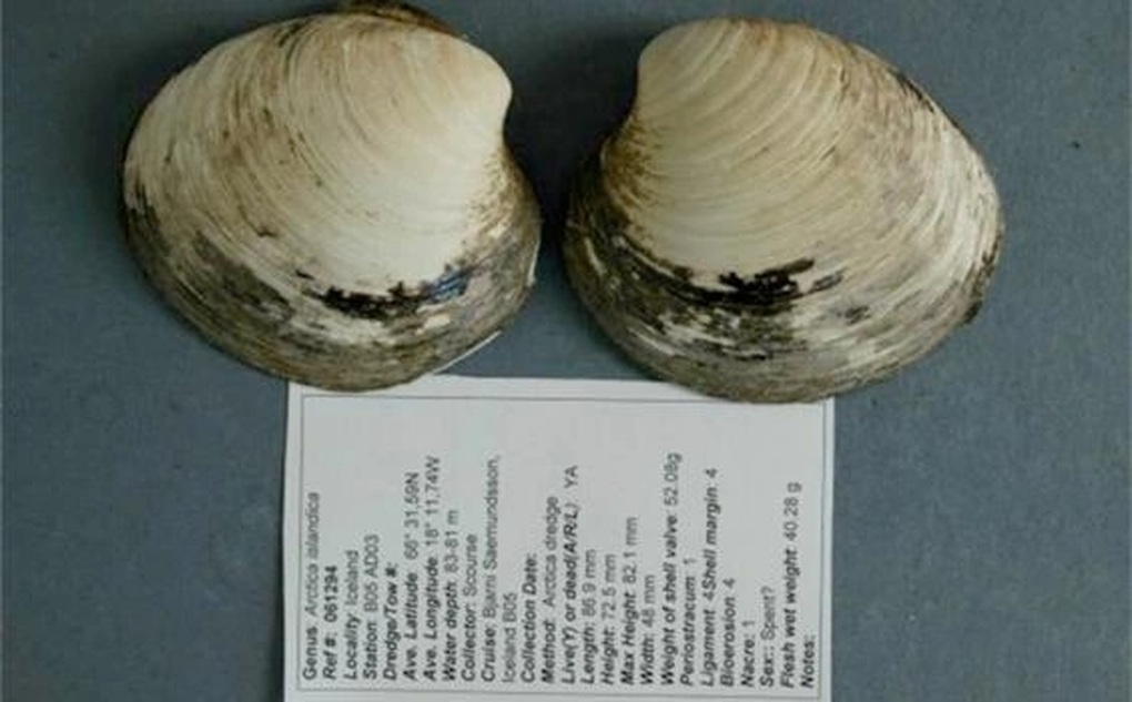 Con ngao khổng lồ tuổi đời 214 năm nặng 1,2kg, suýt bị đưa lên bàn nhậu - 3 Con ngao khổng lồ tuổi đời 214 năm nặng 1,2kg, suýt bị đưa lên bàn nhậu - 3