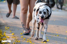 Chó không rọ mõm, thả rông khắp nơi công cộng ở Hà Nội