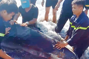 Giải cứu cá nhà táng 2 lần dạt vào bãi biển Quy Nhơn