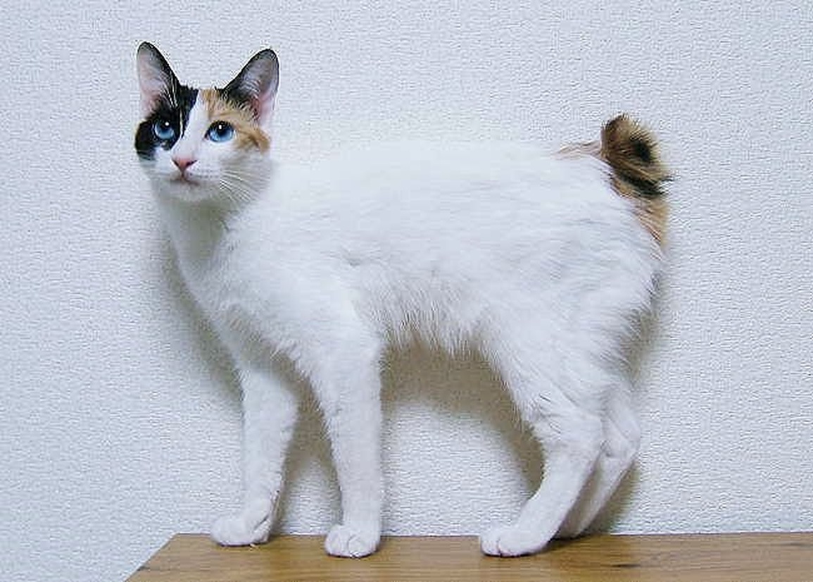 Khám phá giống mèo đuôi thỏ quý hiếm của Nhật Bản - 1