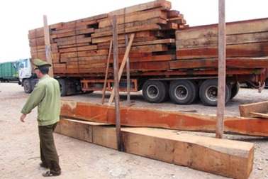 Quảng Trị: Bị gỗ đè chết khi đi mua gỗ