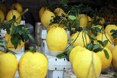 Bòng Kỳ đà bằng 4 quả bưởi tiến vua, giá nửa triệu đồng/quả