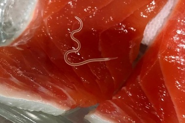 Giun ký sinh trong hải sản sống đã tăng hơn 280 lần so với trước đây