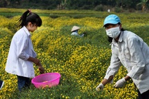 Nữ sinh nườm nượp rủ nhau kiếm tiền trên cánh đồng đẹp như mơ