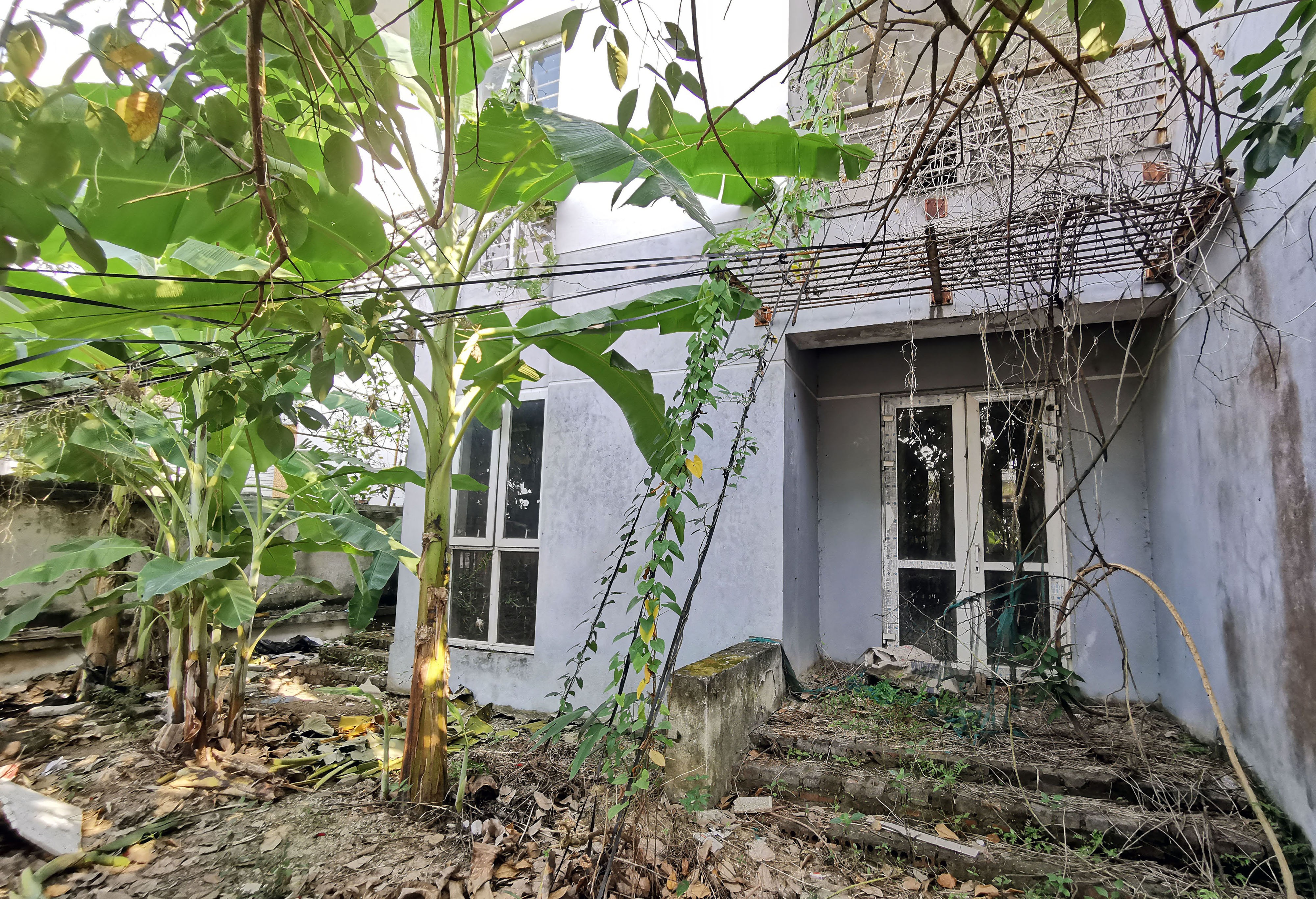 View - Chuối mọc um tùm trong biệt thự bỏ hoang ở một khu đô thị phía Tây Hà Nội | Báo Dân trí