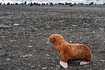 Phát hiện hải cẩu mắt xanh, lông vàng cực hiếm