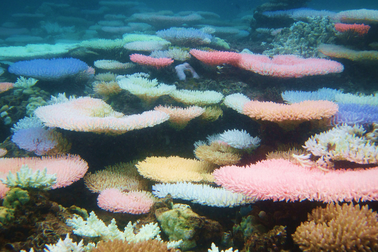 Vì sao một số rạn san hô đổi nhiều màu khi bị “căng thẳng”?