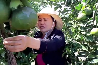 Cận cảnh vườn cam sành của người phụ nữ "chân đất" trên Cao Nguyên