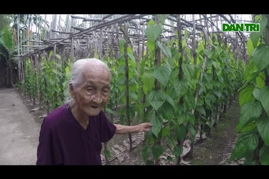 Cụ bà 106 tuổi vẫn đi nhổ cỏ, lùa bò mỗi ngày ở Sài Gòn