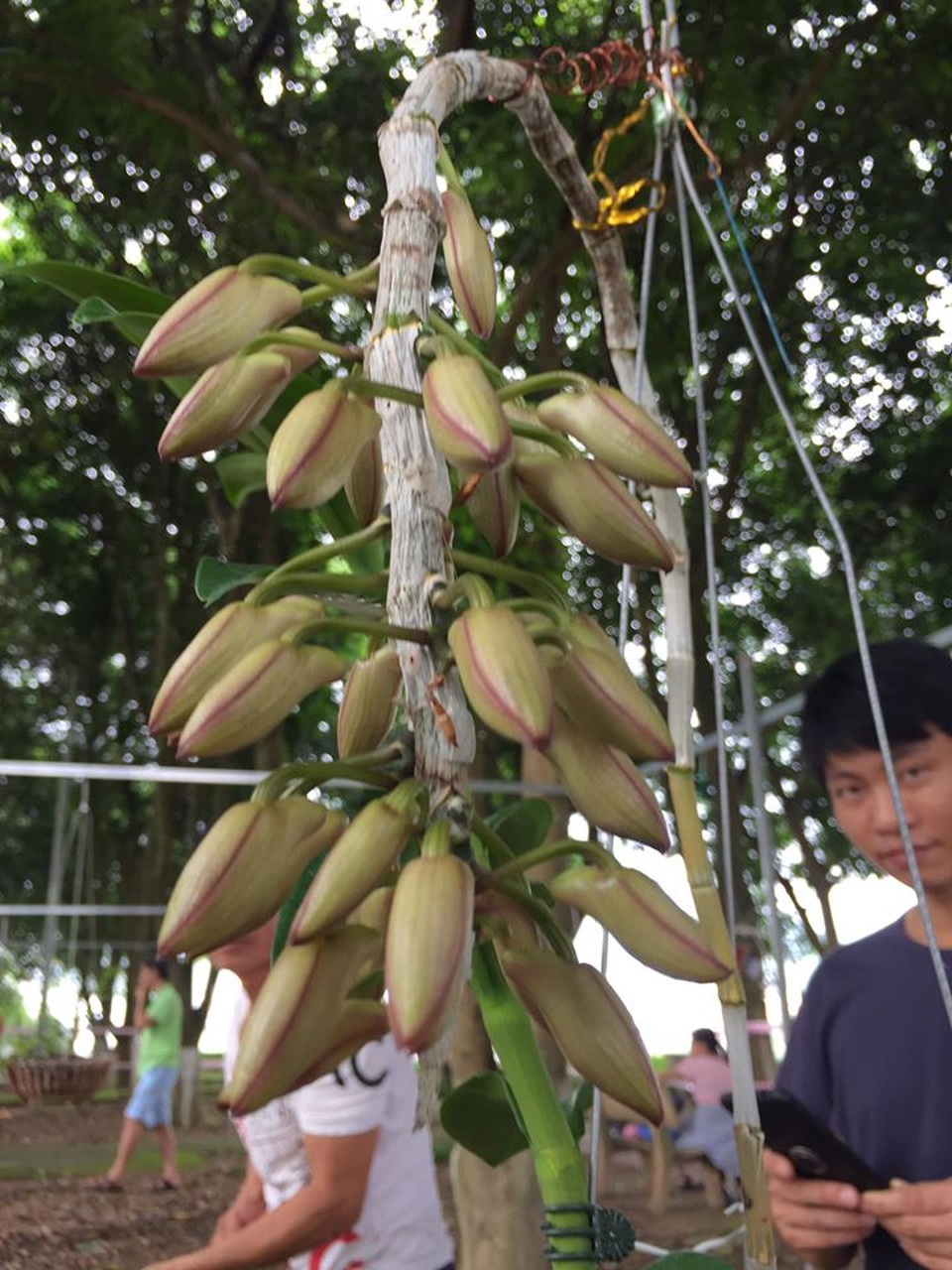 Chiêm ngưỡng những loài hoa hoa phong lan đẹp nhất Lào Cai - 11 Chiêm ngưỡng những loài hoa hoa phong lan đẹp nhất Lào Cai - 11