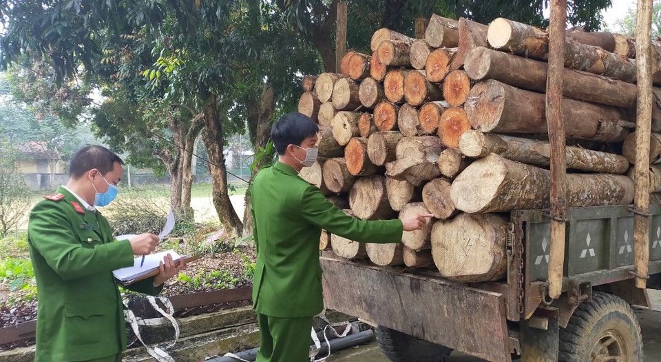 Bắt quả tang lâm tặc vận chuyển gỗ vừa khai thác trong rừng - 1 Bắt quả tang lâm tặc vận chuyển gỗ vừa khai thác trong rừng - 1