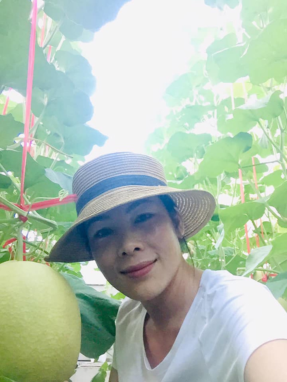 Hà Tĩnh: Ngỡ ngàng vườn dưa lưới công nghệ cao ngay giữa lòng nội đô - 3 Hà Tĩnh: Ngỡ ngàng vườn dưa lưới công nghệ cao ngay giữa lòng nội đô - 3
