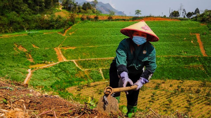 Thung lũng hoa hồng đẹp thần sầu tại Fansipan, sẵn sàng chào đón du khách - Ảnh 5.