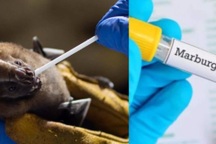 Loại virus khiến WHO họp khẩn có khả năng lây sang Việt Nam không?