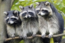 Loài gấu mèo ngày càng trở nên tinh khôn vì lý do này