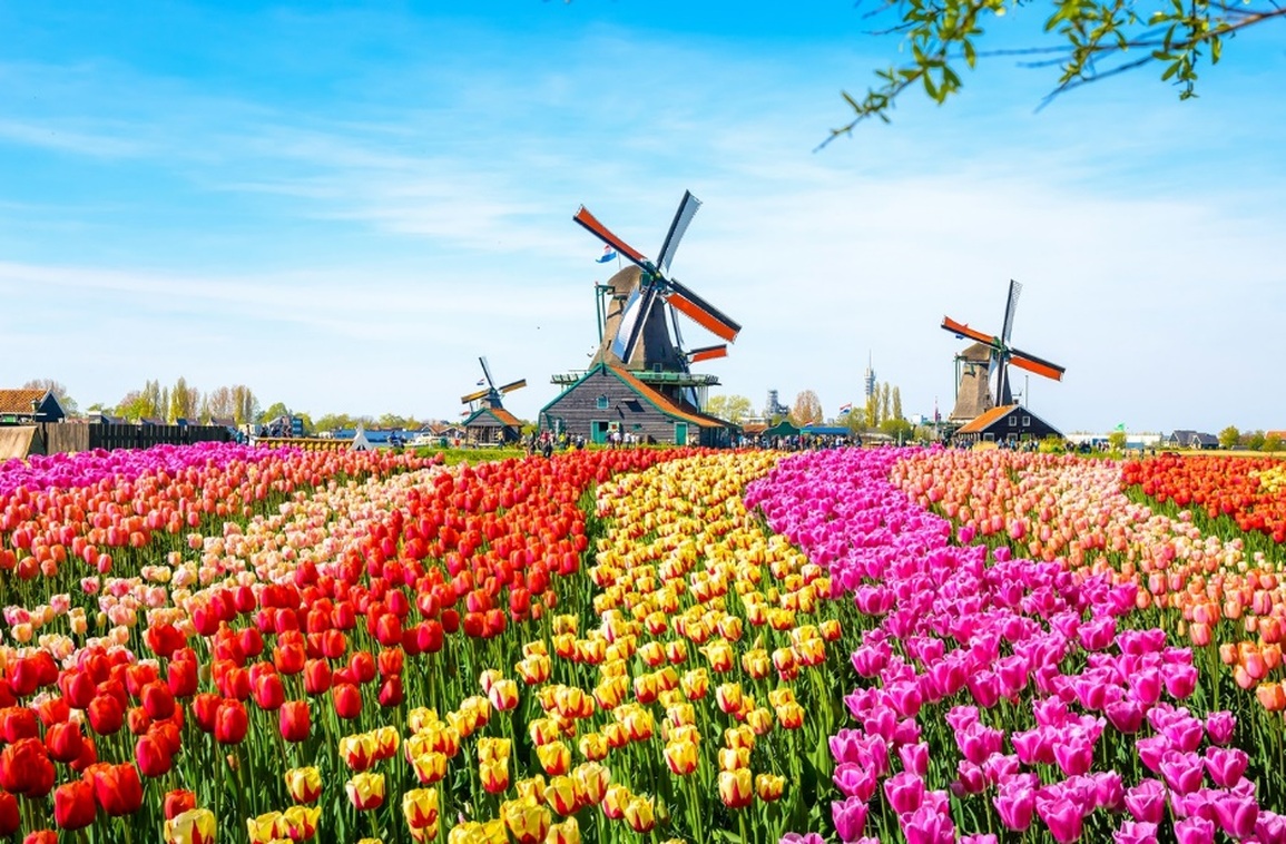 Buốt ruột xem cảnh cánh đồng hoa tulip đẹp như mơ bị cắt trụi tới gốc - 2 Buốt ruột xem cảnh cánh đồng hoa tulip đẹp như mơ bị cắt trụi tới gốc - 2