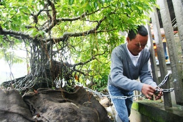 Khởi tố nhóm tội phạm chuyên trộm cây sanh