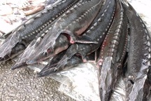 “Cá tầm bán tại các siêu thị miền Bắc là nhập lậu từ Trung Quốc”